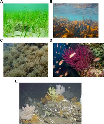 Habitat Features and Their Influence on the Restoration Potential of Marine Habitats in Europe